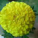 Marigold flower