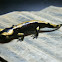 Salamandra salamandra