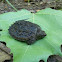 Common Snapping Turtle