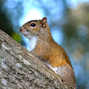Eastern Gray Squirrel