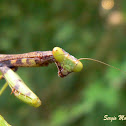Mantis nymph