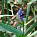 American Bumble Bee