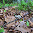 Gray Tree Frog