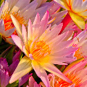 Lotus Flower