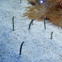 Spotted garden eel