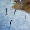 Spotted garden eel