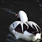 Long-tailed Duck