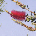 Bottle Brush