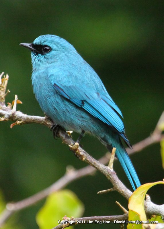 Verditer Flycatcher