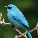 Verditer Flycatcher