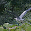 Grey Heron