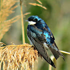 Tree Swallow