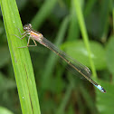 Blue-tailed Damselfly (pink variant)