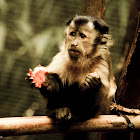 Black-capped Capuchin or Tufted Capuchin