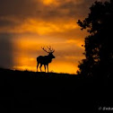 Red Deer