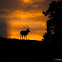 Red Deer