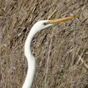 Eastern Great Egret