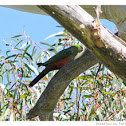 Australian King Parrot