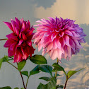 Loving Dahlia
