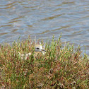 Juvenile black-winged stilt
