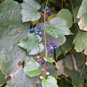 Porcelain Berry Vine