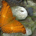 Cruiser butterfly