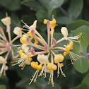 Common Honeysuckle