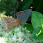 Gray Hairstreak