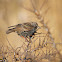 Common Starling