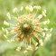Plantago lanceolata