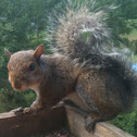 Eastern Grey Squirrel