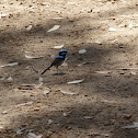 Superb Fairywren