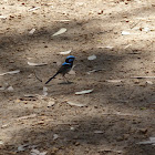 Superb Fairywren