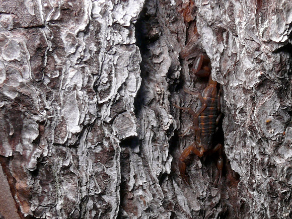 Spotting Image 1