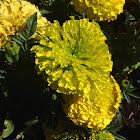 Yellow Marigold