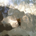 Wasp