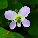 Violaceae (蔓堇菜)