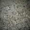 Pavement ants