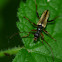 beetle