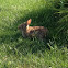 Eastern Cottontail Rabbit