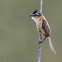 Sharp-tailed Tyrant