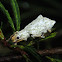 Curculionidae