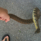 Diamond backed water snake