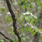Hawthorn