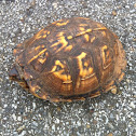 Eastern Box Turtle