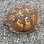 Eastern Box Turtle