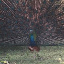 Indian Peafowl