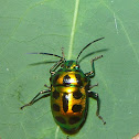 jewel bug