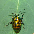 beetle