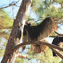 Turkey Vulture